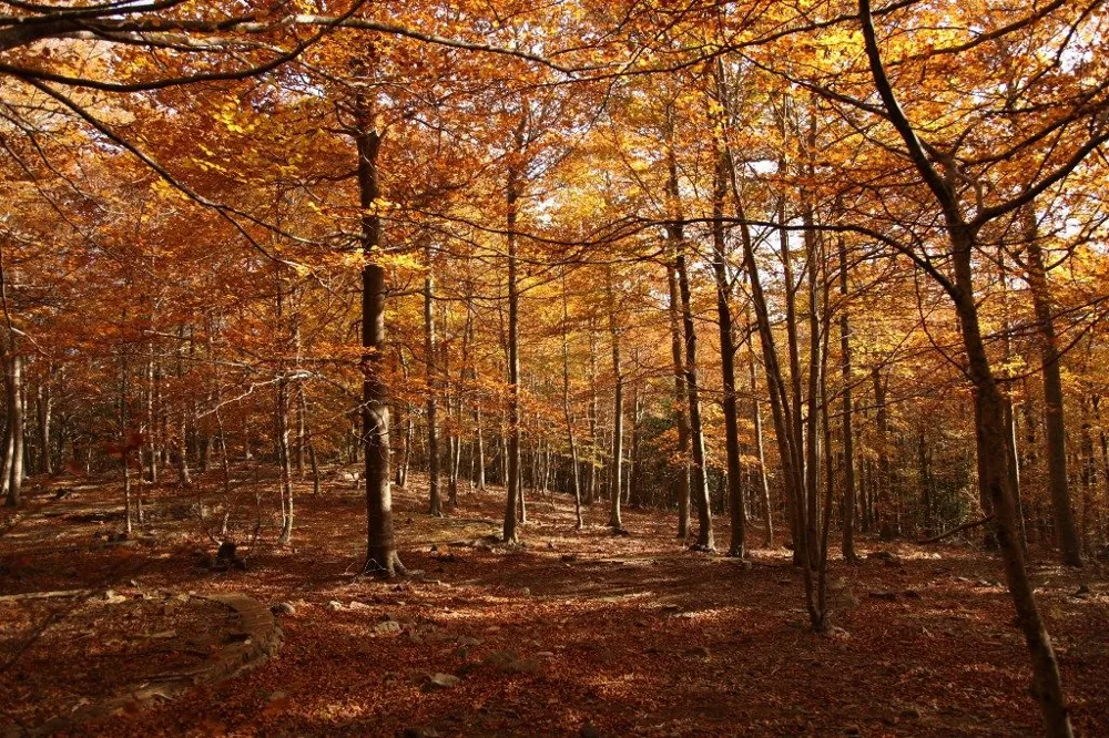 Espai Montseny