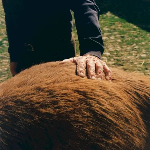 Held in the Dark album cover