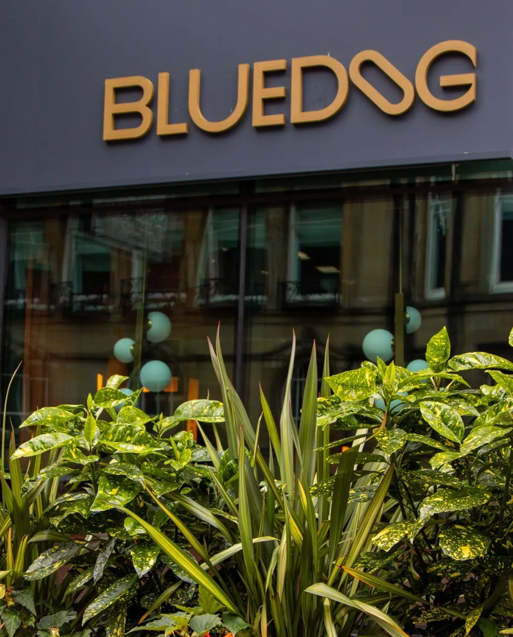 Blue Dog